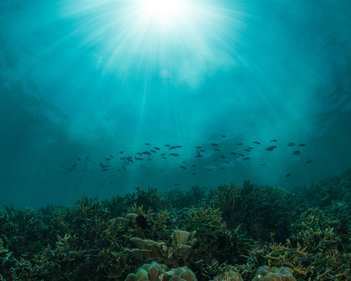 Underwater plants